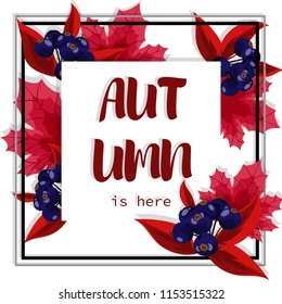 Autumn banner of Autumn is here text on autumn maple leaves and berries frame on white background. Vector illustration.