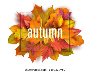 Autumn banner. Leaves background. Card with realistic orange red yellow leaves. Autumn bouquet vector illustration