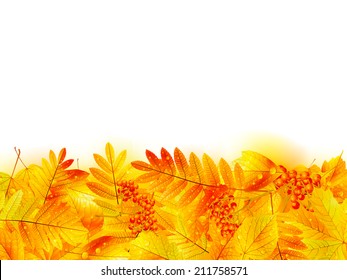 Autumn banner template with maple leaf. EPS10