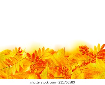 Autumn banner template with maple leaf. EPS10