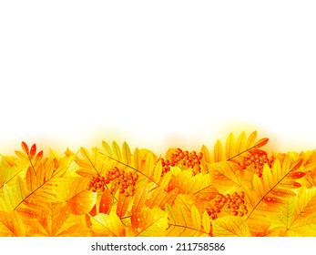 Autumn banner template with maple leaf. EPS10