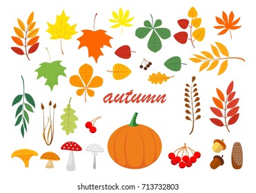 Autumn beautiful natural materials. Leaflets, mushrooms, twigs, cones, acorns, grass