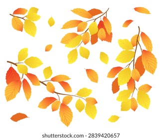 Autumn beech branch set. Orange and yellow elm leaves fall in early autumn. Vector illustration of leaf fall. Illustration for seasonal discounts and offers. Stylized beech branch. Cartoon style.