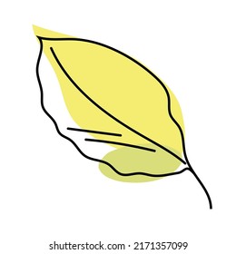 Autumn beech tree leaf isolated on white background. Yellow leaves in linear art with the addition of a green spot. Vector illustration.
