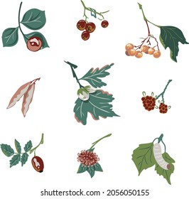 Autumn berries, flowers, plants. Vector set. Natural concepts for decor, postcard design, textiles, prints, stationery.
