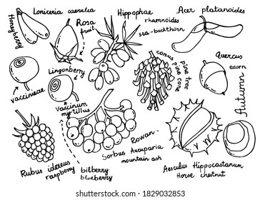 Autumn berries and fruits set. Collection of raspberry, blueberry, thistle, pine cone, rowan, chestnut, acer, acorn, sea buckthorn design. Hand drawn vector illustration