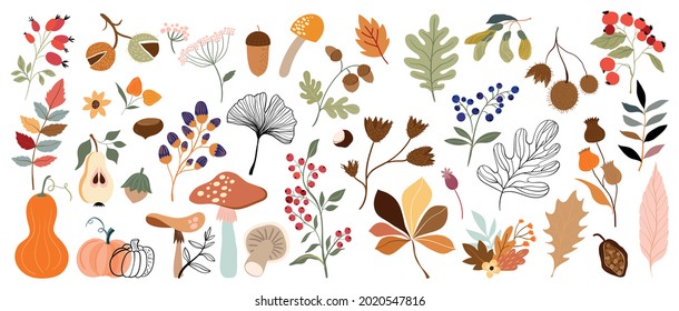 Autumn big collection with botanicals, differents plants and leaves, mushroom, pumpkins, berries, elements isolated