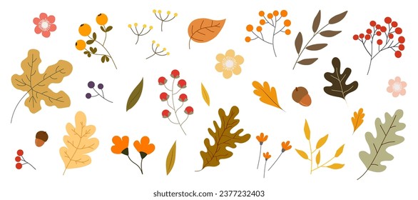 Autumn big collection with plants, different plants and leaves isolated. This design is good for banner, promotional poster, packaging background and greeting card.	