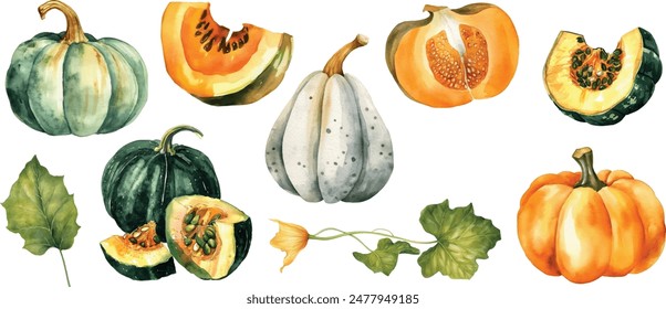 Autumn big set with orange watercolor Pumpkins and fall yellow Leaves on white isolated background. Red berry of ashberry and physalis branches. Hand drawn vector illustration