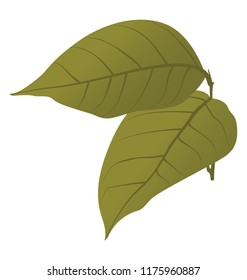 
An autumn birch leaf also called fallen leaves 
