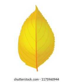 
An autumn birch leaf also called fallen leaves in yellow color 
