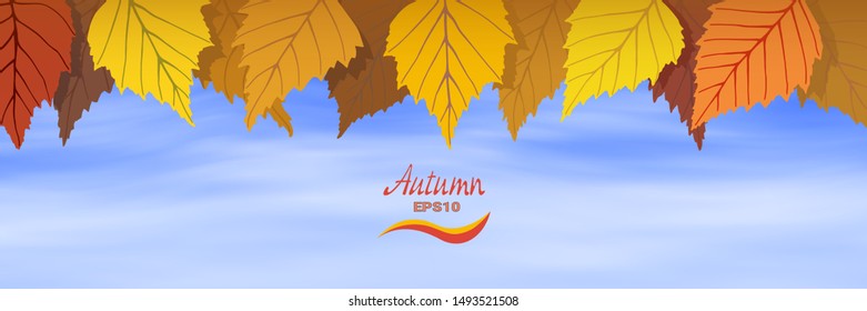 Autumn birch leaves on sky background, vector illustration