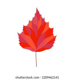 Autumn birch tree leaf. Leaf fall. Vector illustration.