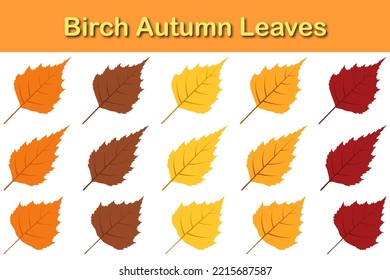 Autumn birch tree leaf set. Autumn leaves fall. Vector illustration.