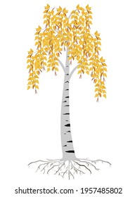 Autumn birch tree with roots on a white background.