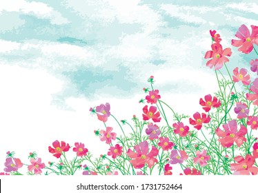 
Autumn blue sky and cosmos flowers