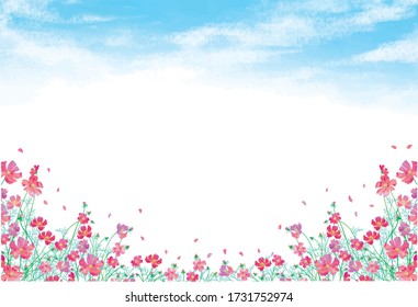 
Autumn blue sky and cosmos flowers