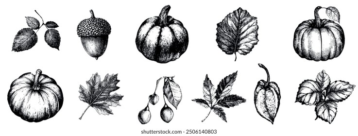 Elementos botánicos de otoño, incluyendo calabazas, bellotas y hojas con efecto de fotocopia granulada.  Grunge caída colección punteado. 