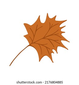 autumn botanical illustration maple leaf