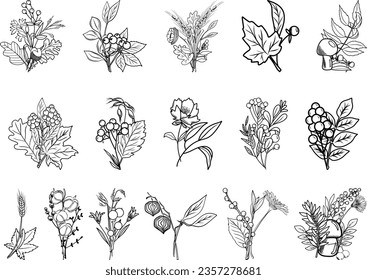 Autumn botanical line art floral compositions, hand drawn fall plants (flowers, leaves, acorns, pumpkins and branches), vector illustration, autumn bouquets 