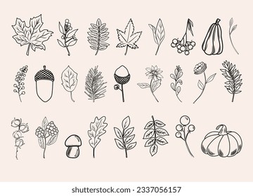 Artes de la línea botánica otoñal, plantas de caída dibujadas a mano (flores, hojas, bellotas, calabazas y ramas), ilustración vectorial