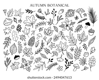 Autumn botanical line arts hand drawn. fall plants flowers leaves acorns.