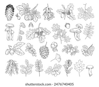 Autumn botanical line drawing set, hand drawn fall plants (leaves, acorns, mushrooms, fir cones and branches), line drawing vector illustration