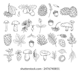 Autumn botanical line drawing set, hand drawn fall plants (leaves, acorns, mushrooms, fir cones, chestnut and branches), line drawing vector illustration