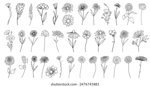 Autumn botanical line drawing set, hand drawn fall flowers, line drawing vector illustration