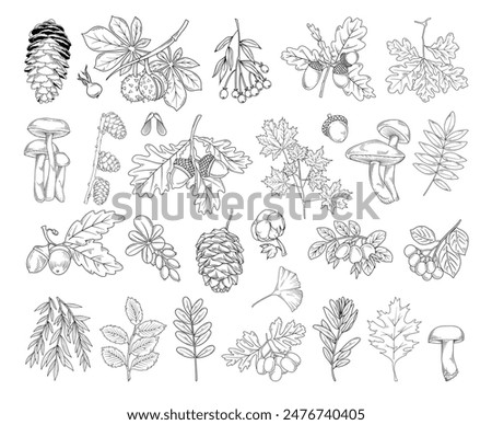 Autumn botanical line drawing set, hand drawn fall plants (leaves, acorns, mushrooms, fir cones and branches), line drawing vector illustration