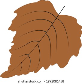 Autumn botany leaf from tree vector illustration
