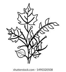 autumn branch and dry maple leafs decoration