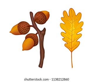 Autumn branch with golden acorns and yellow oak leaf. Vector illustration on white background.