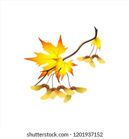 Autumn branch with maple fruits. Vector illustration.