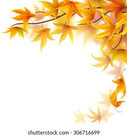 Autumn branch with maple leaves on white background