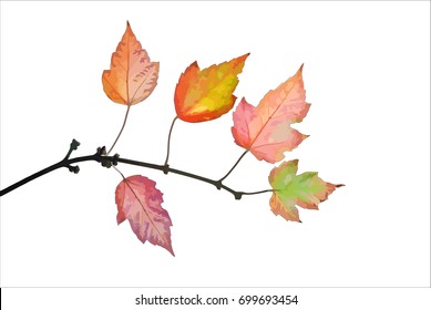 Autumn branch of maple with multicolored leaves isolated on white  vector illustration