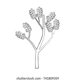 autumn branch of tree and leaves seasonal