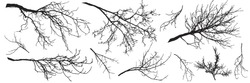 Autumn Branches Of Trees, Silhouettes Of Bare Branches. Vector Illustration.