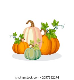 Autumn bright pumpkins, large and small, with leaves on a white background, vector