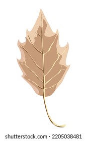 Autumn brown dry leaf on white blank background