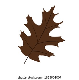 autumn brown leaf isolated on white background