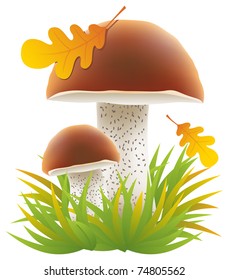 Autumn brown-cap boletus mushrooms growing in the grass vector illustration