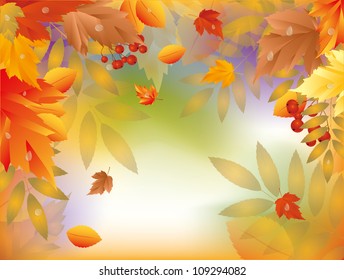 Autumn card with maple leafs. vector illustration