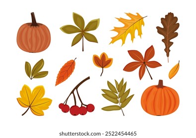 Autumn cartoon leaves set. Colorful and bright maple and oak, rowan berry, chestnut tree leaf, pumpkin on white background. Botanical elements for posters, banners and holiday flyers Thanksgiving Day