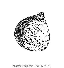 autumn chestnut hand drawn. nature fruit, chestnut food, season nut autumn chestnut vector sketch. isolated black illustration