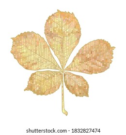 Autumn chestnut leaf - hand drawn vector illustration isolated on white.