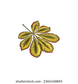Autumn chestnut leaf vector icon. Hand drawn fallen foliage, dry tree leaf of brown color isolated on white. Vintage seasonal decor. Close up natural object for forest botanical design.