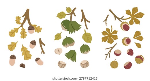 Autumn collection of acorns, hazelnuts and chestnuts with leaves, branches, shells and kernels. Botanical forest set isolated on a light background for seasonal and educational design. Flat vector illustration.