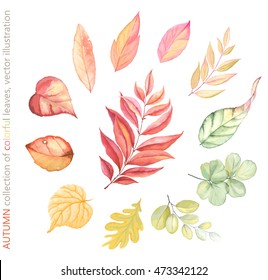 Autumn collection of colorful leaves, vector illustration in vintage style for your design.