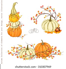 Autumn Collection of design decorations with pumpkins, branches Oriental Bittersweet and acorn, vector set 2.